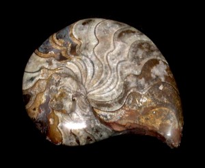 Ammonite fossile
