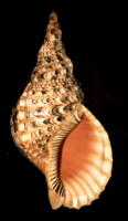 Charonia tritonis