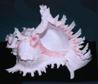 Chicoreus ramosus