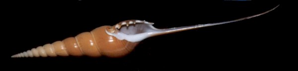 Tibia fusus